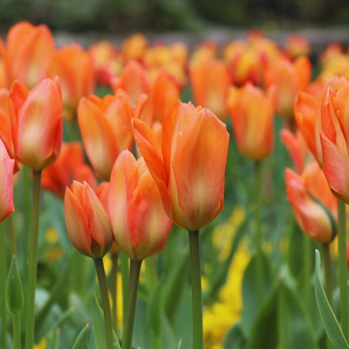 10 Orange Tulip Bulbs
