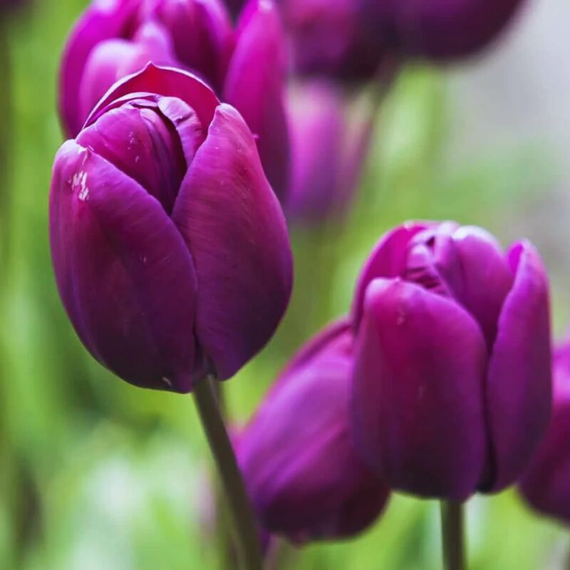 25 Purple Tulip Bulbs
