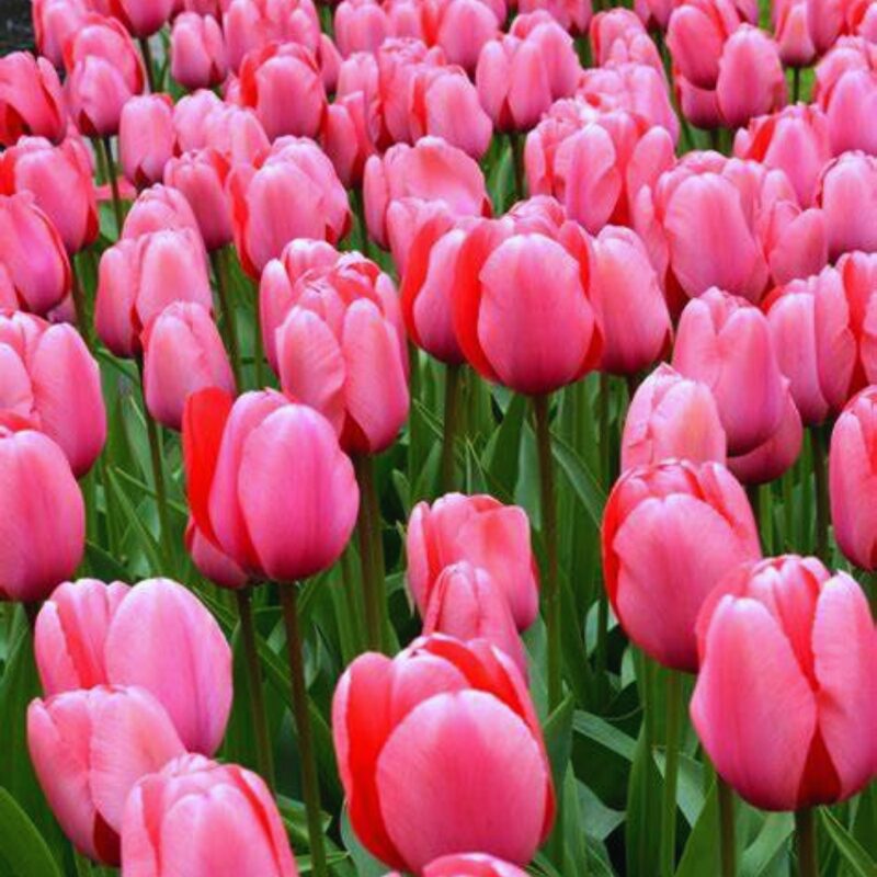 20 Pink Impression Tulip Bulbs for Your Beautiful Garden