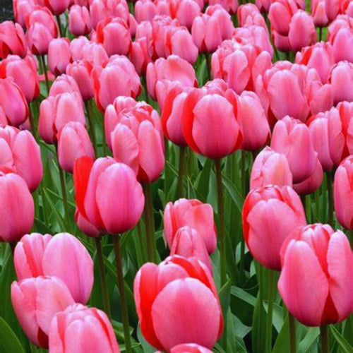 20 Pink Impression Tulip Bulbs for Your Beautiful Garden