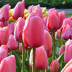 10 Pink Impression Tulip Bulbs