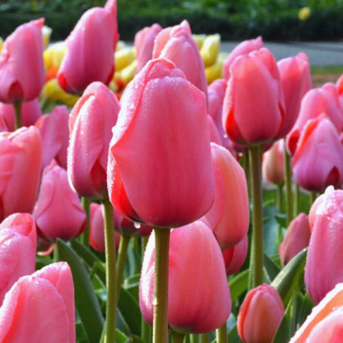 10 Pink Impression Tulip Bulbs
