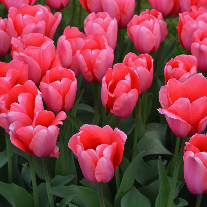 5 Pink Impression Tulip Bulbs