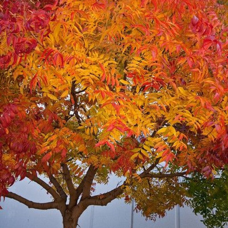 Chinese Pistache Tree Plant