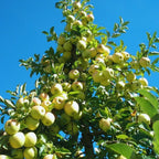 Garden Delicious Apple Tree, 5-6 Feet Tall