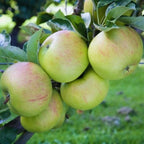 Garden Delicious Apple Tree, 5-6 Feet Tall