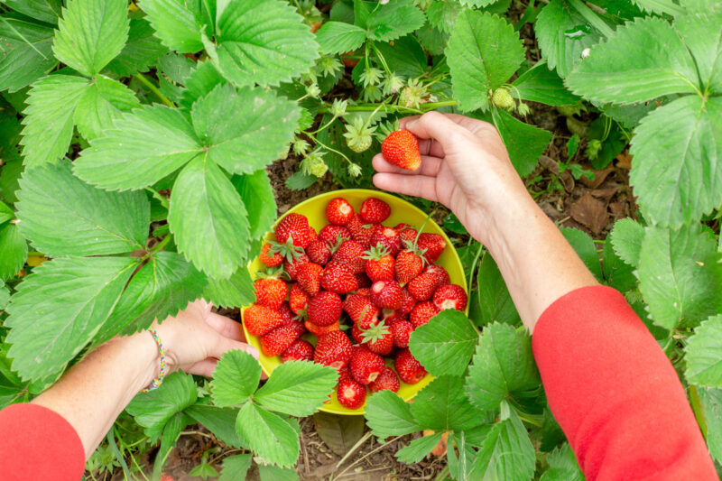 Strawberry Plants Bareroot - 100 Bareroots - Quinault Everbearing Strawberry