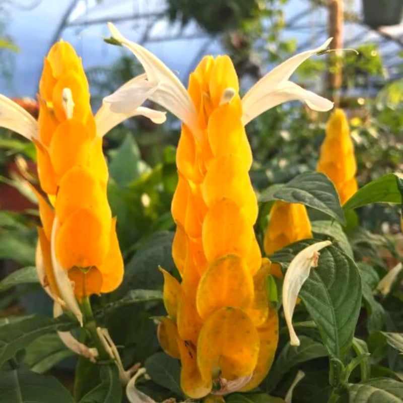 Yellow Maroon Shrimp Plant - 2 Plants, 5 Inc Tall