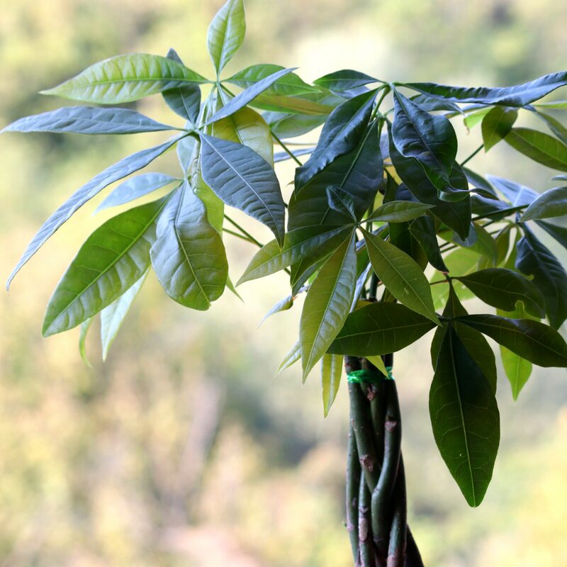 2 Braided Money Tree Plants - 6 to 9 Inc Long in 4 Inc Pot