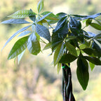 Braided Money Tree Plant - 6 to 9 Inc Long in 4 Inc Pot