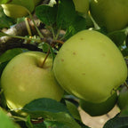 Dorsett Golden Apple Tree Plant