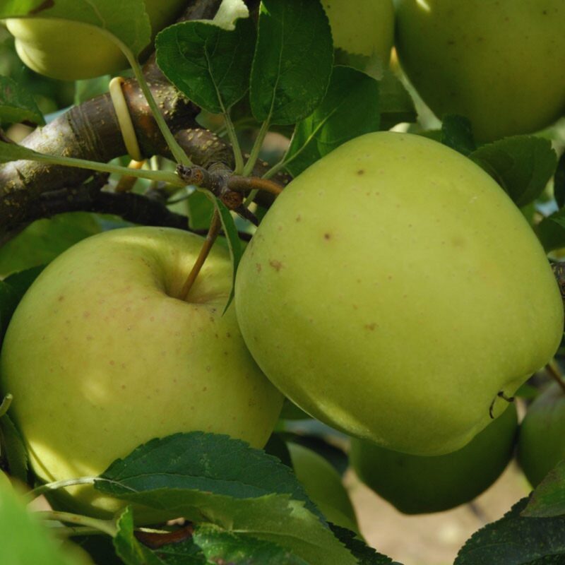 Dorsett Golden Apple Tree Plant