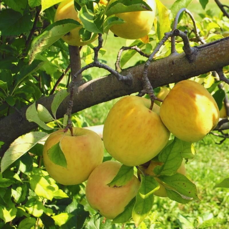 Dorsett Golden Apple Tree Plant