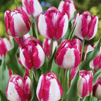 40 Pink and White Rembrandt Tulip Bulbs, Beautiful Flower Bulbs