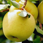Dorsett Golden Apple Tree Bare Root