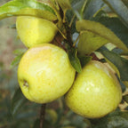 Golden Delicious Apple Tree Plant