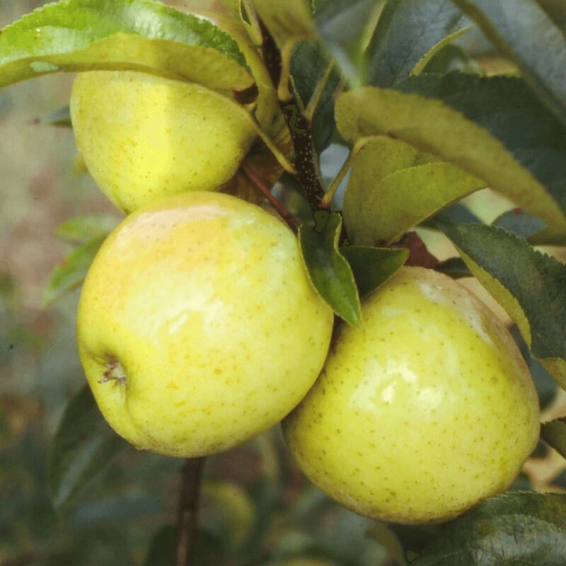 Golden Delicious Apple Tree Plant