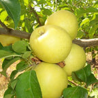 Golden Delicious Apple Tree Plant