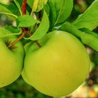 Granny Smith Apple Tree Plant