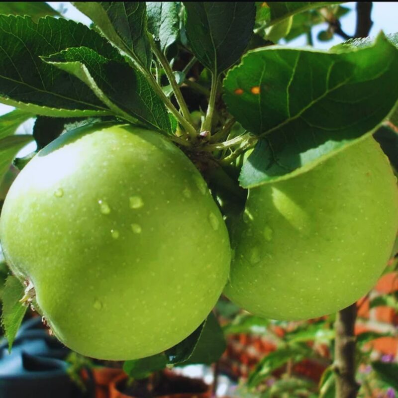 Granny Smith Apple