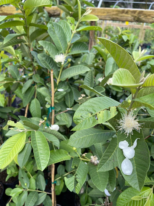 Strawberry Guava Tree Air Layered 2-4Ft Tall