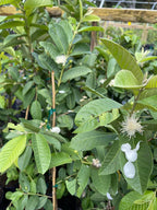 Strawberry Guava Tree Air Layered 2-4Ft Tall