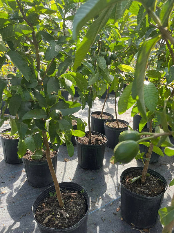 Strawberry Guava Tree Air Layered 2-4Ft Tall