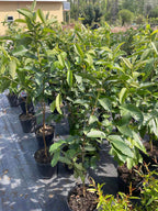Ruby Supreme Red Guava Tree 2-4Ft Tall With (Air Layer Tree)