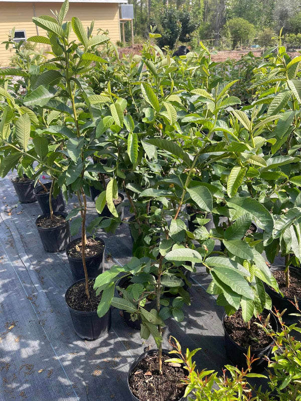 Strawberry Guava Tree Air Layered 2-4Ft Tall
