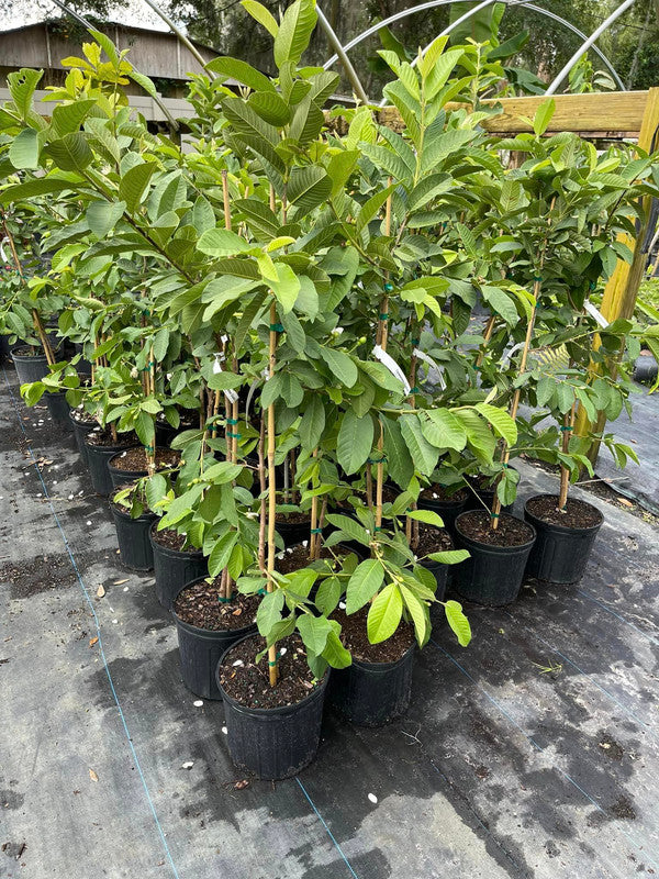 Strawberry Guava Tree Air Layered 2-4Ft Tall