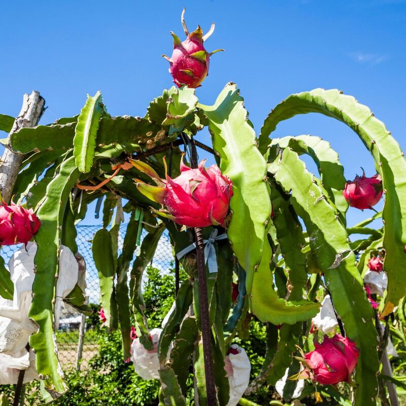 Red Dragon Fruit Plant Pot