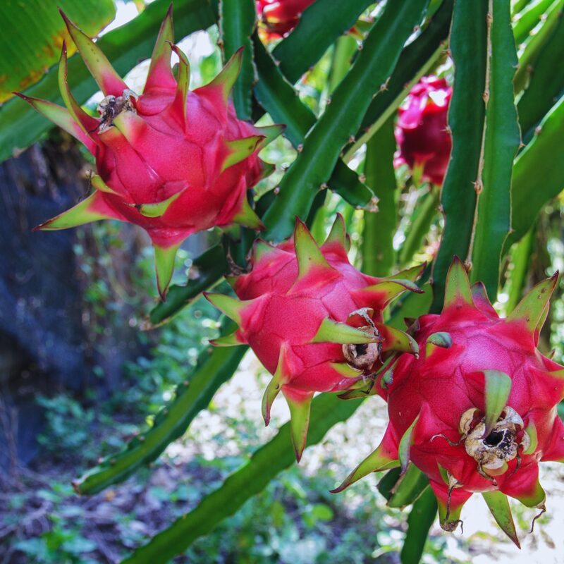 Purple Dragon Fruit Live Plant