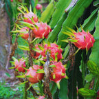 White Dragon Fruit Plant Live