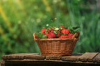 Strawberry Plants Bareroot - 100 Bareroots - Flamingo Strawberry