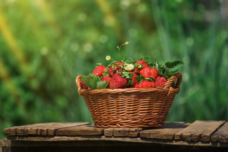 Strawberry Plants Bareroot - 100 Bareroots - Flamingo Strawberry