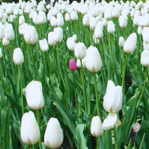 10 White Tulip Bulbs