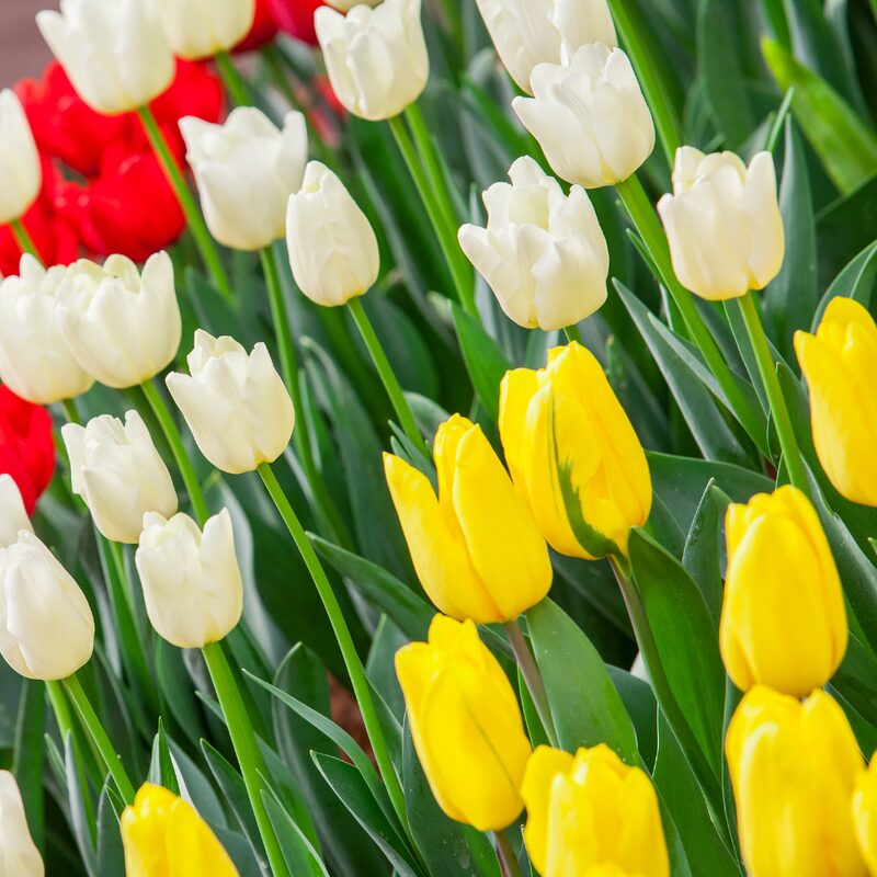 25 Yellow Tulip Bulbs for Planting Fall, Large Bulbs