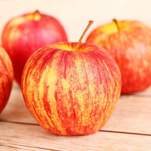 Honeycrisp Apple Tree, 3-4 Feet Tall