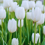 10 White Tulip Bulbs