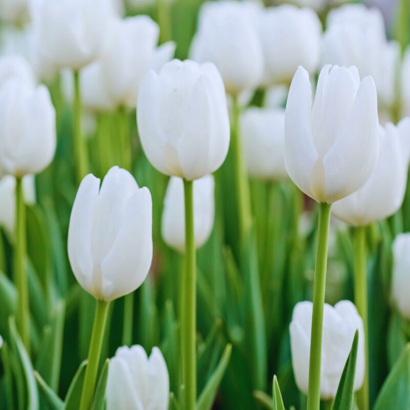 10 White Tulip Bulbs