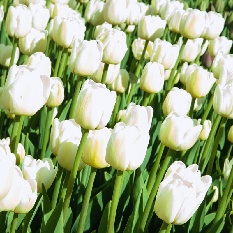 10 White Tulip Bulbs, Large Tulip Bulb, Flower Spring Bulbs
