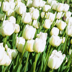 10 White Tulip Bulbs, Large Tulip Bulb, Flower Spring Bulbs