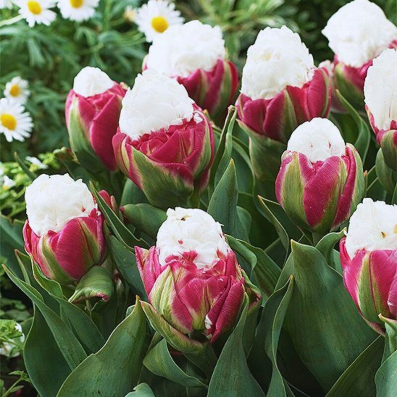 10 Ice Cream Tulip Bulbs - Easy to Grow - Spring Blooms