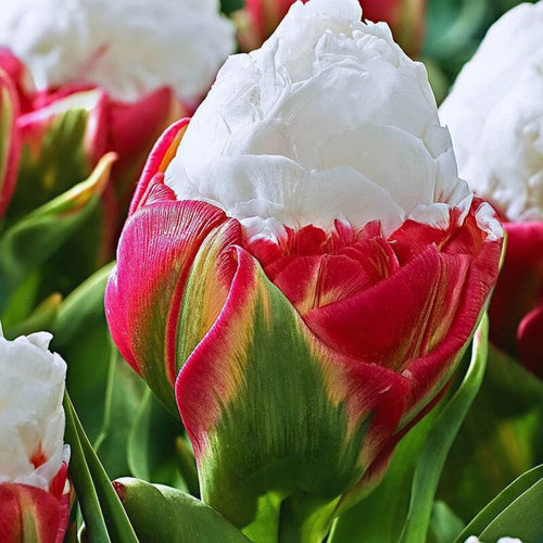10 Ice Cream Tulip Bulbs - Easy to Grow - Spring Blooms
