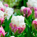 10 Ice Cream Tulip Bulbs-Hardy Perennial Bulbs for Spring Blooms