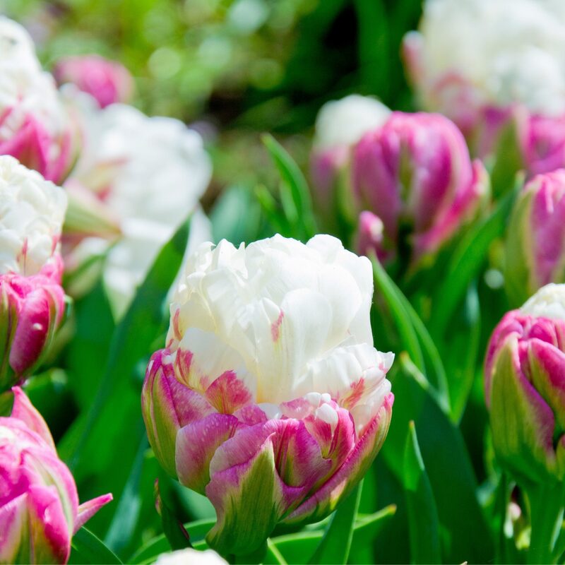 10 Ice Cream Tulip Bulbs - Easy to Grow - Spring Blooms