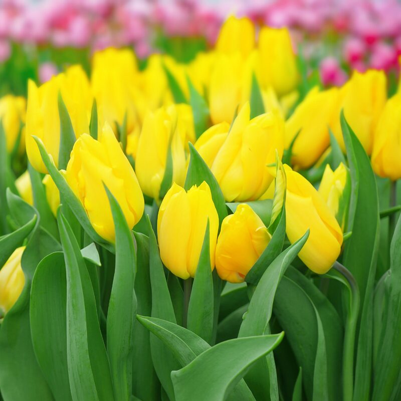 25 Yellow Tulip Bulbs for Planting Fall, Large Bulbs