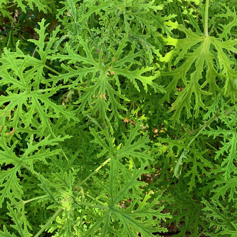 2 Citronella Plants, 3 to 6 Inches Long