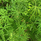 2 Citronella Plants, 3 to 6 Inches Long