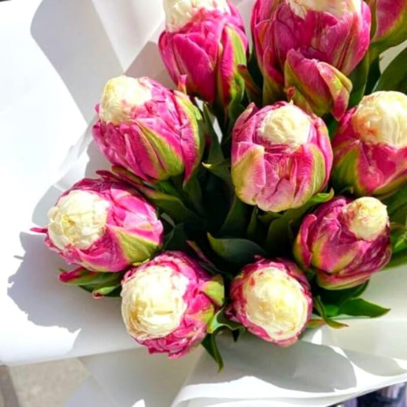 5 Ice Cream Tulip Bulbs